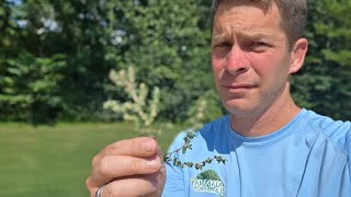 Identify the Weeds and Grass Types in Your Lawn