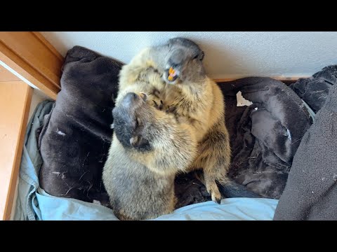 The moment has finally come! Marmots "OmoPuku" engaged in a mock battle!