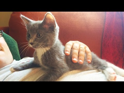 CLIPPING 5-WEEK OLD KITTEN'S CLAWS | how to cut kitten nails