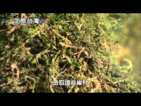 生態台灣系列影集-第003集 高寒絕美的世界 高海拔生態系