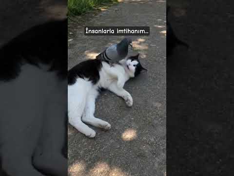 İnsanlar zordur😢#keşfet #sessizyazar #keşfetteyiz #öneçıkar #kedi #shorts #viral #güvercin #imtihan