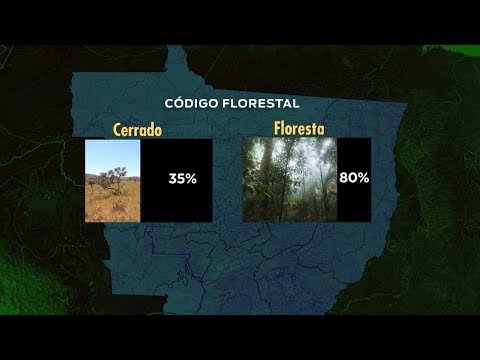 Jaguatirica é encontrada atropelada em rodovia do Pantanal