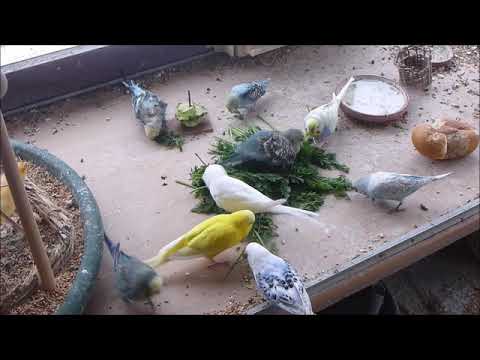 2019 01 24 Möhrengrün