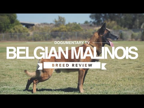 BELGIAN MALANOIS BREED REVIEW
