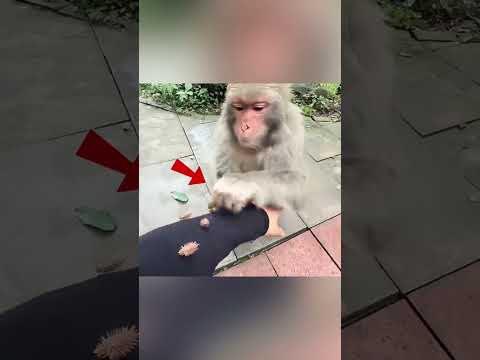 🐵❤️ Wanita Ini Jadi Keluarga Monyet Setelah Tindakan Kecilnya!