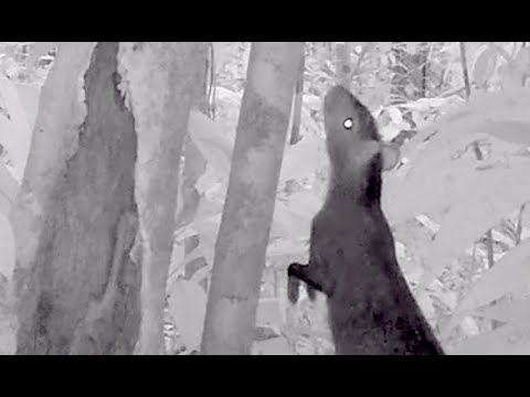Tayra & Agouti Jungle Snack Attack - Trail Cam Footage!