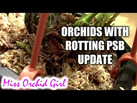 Orchids saved from rotting pseudobulbs update