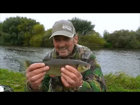 CHUB FISHING RIVER TRENT COLLINGHAM  -  VIDEO 46