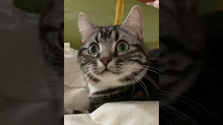 #Shorts 猫の可愛すぎる準備体操 足長マンチカン まる Munchkin cat