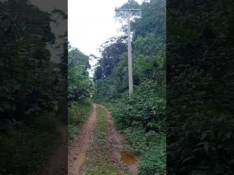 Mata Atlântica Bahia 🇧🇷🫶🏼🌟 Camacan Cacao 🍫🍭🔥