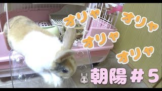 仔ウサギ🐰朝陽〜あさひ〜日記🐰＃5　ケージから出る練習がオラオラすぎて癒し