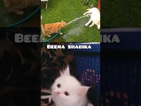 cat's funny videos 🤣🤣 #cat #catvideos #trendingshorts #catfunny #comedy