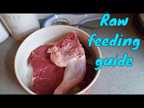 Raw feeding guide for dogs - all you need to know