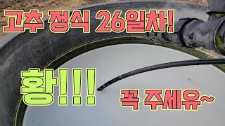 고추 정식 26일 후 해야할 단 1가지!! 황을 꼭 주세요!! 3번주세요!!