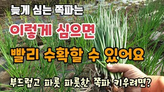 쪽파 심는 시기 지났다면 이렇게 심으면 쪽파 빨리수확 할 수 있어요 쪽파 잎끝이 노랗지 않게 쪽파 키우는 방…