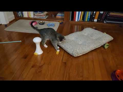 Video of adoptable pet named Yosef (FCID# 10/16/2025 - 22 Glen Mills PS)