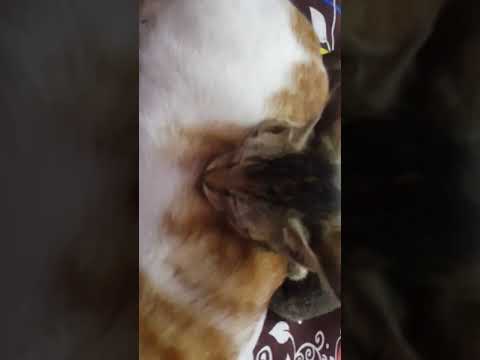 cats sleeping together