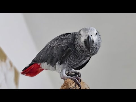 GRIBOUILLE parle avec la CAMERA de surveillance  🤣🤣