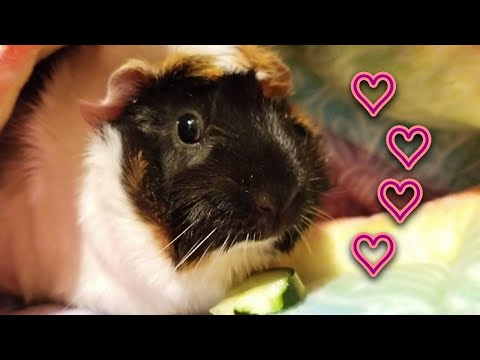 YouTube video about: Where can I surrender guinea pigs?