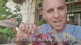 טיפ לעורר את הצמח החלש