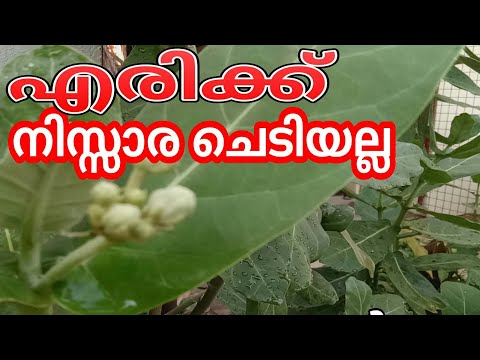 download lagu mp3 mp4 Erukku Plant In Malayalam, download lagu Erukku Plant In Malayalam gratis, unduh video klip Erukku Plant In Malayalam