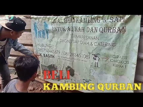 jual-beli-kambing-qurban-aqikah-preman-beli-kambing-qurban