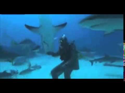 ダイバーがサメに催眠術をかけ、寝かせるのを見てください !!鼻をマッサージする