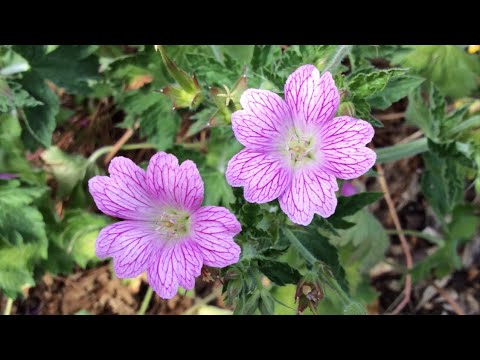 The 3 B's   Episode 1- Simple Flowers