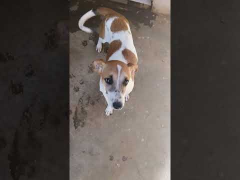 Vídeo de Pitoco