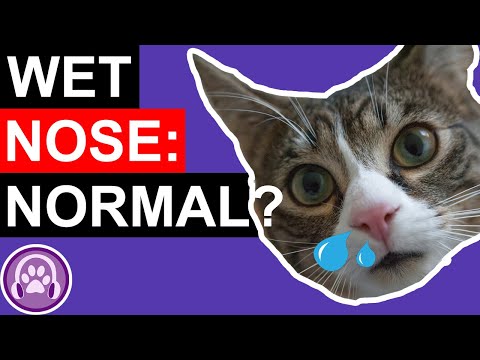 Should My Cat Have a Wet Nose?
