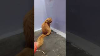 Download lagu #music #cat #studywithmeandmycat #funny #dahlia #cute mp3