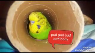 Mr Hop the amazing talking budgie.