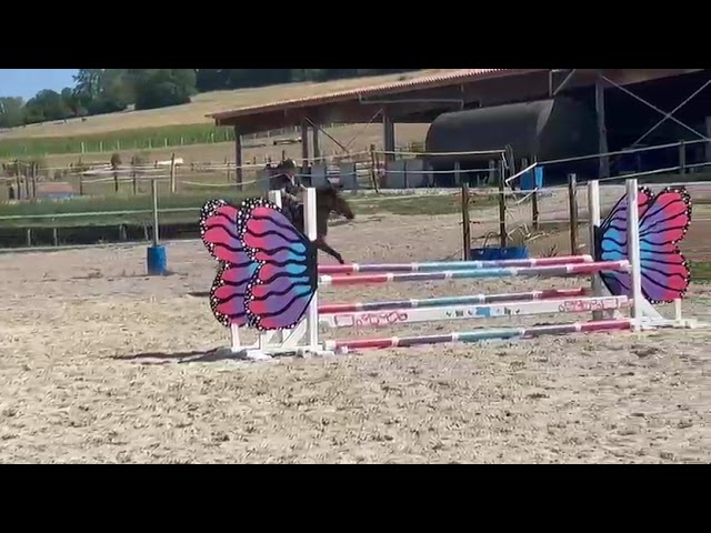 Noel de Molion  3 ans , bai, toisera 165-170