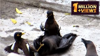 Common myna aggressive fight 2myna VS 1crow #myna #birdsfight