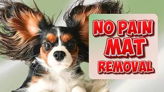 How to Brush Out Cavalier Mats Without Hurting Your Cavalier🐶