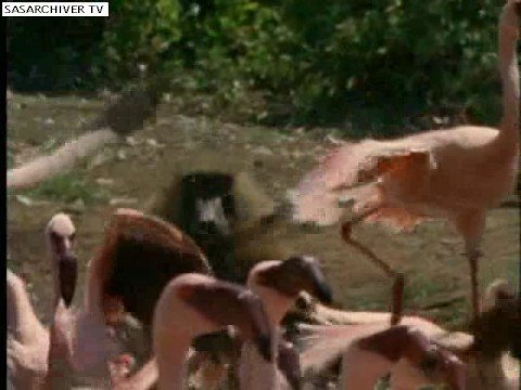 baboon vs flamingo