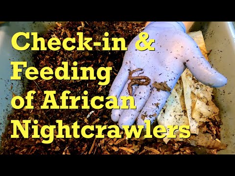 African nightcrawler bins at 143 days (foraging) & 25 days (composting) - worm farm vermicompost