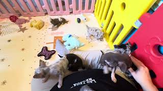 Video preview image #13 Chihuahua Puppy For Sale in CHARLESTON, AR, USA