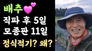 배추???? 직파 후 5일, 트레이판 모종 파종 후 11일 ???? 정식적기? 왜?