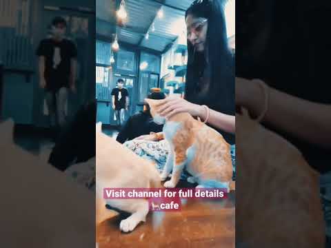 friendly 🙌🐈cat cafe Mumbai #shorts