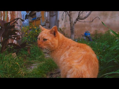 How Cretan Cats Behave In Their Natural Habitat