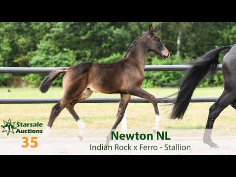 35. Newton NL (Indian Rock x Ferro)