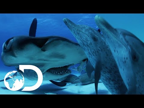 Can A Dolphin Outsmart A Shark? | Sharks VS Dolphins: Face Off | SHARK WEEK 2018 Video