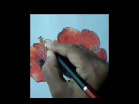 flower drawing