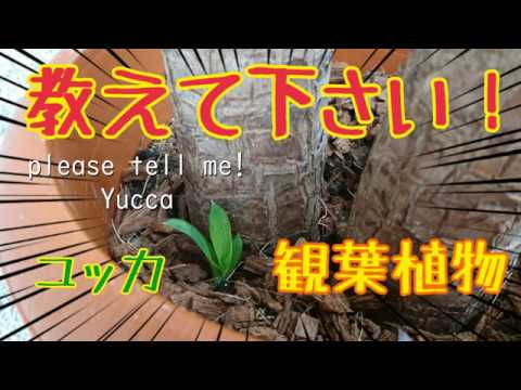 ユッカの挿し木の準備