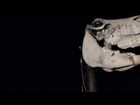 Dartmoor Pony of the Apocalypse - Old Crockern's Horse.