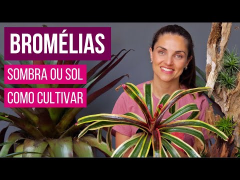BROMÉLIAS 🌱 COMO CULTIVAR e QUAIS SÃO de SOMBRA ou de SOL