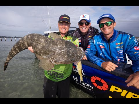 Giant Flathead in the shallows.