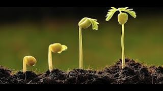 HORMONAS VEGETALES - FITOHORMONAS - AUXINAS - GIBERELINAS - ÁCIDO ABSCISICO - ETÍLENO