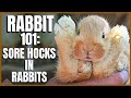 Rabbit 101: Sore Hocks in Rabbits